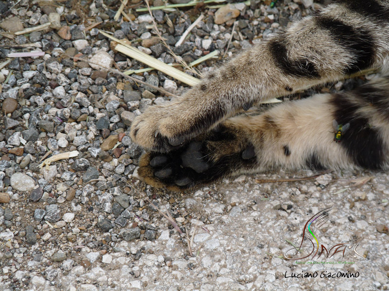 Gatto selvatico